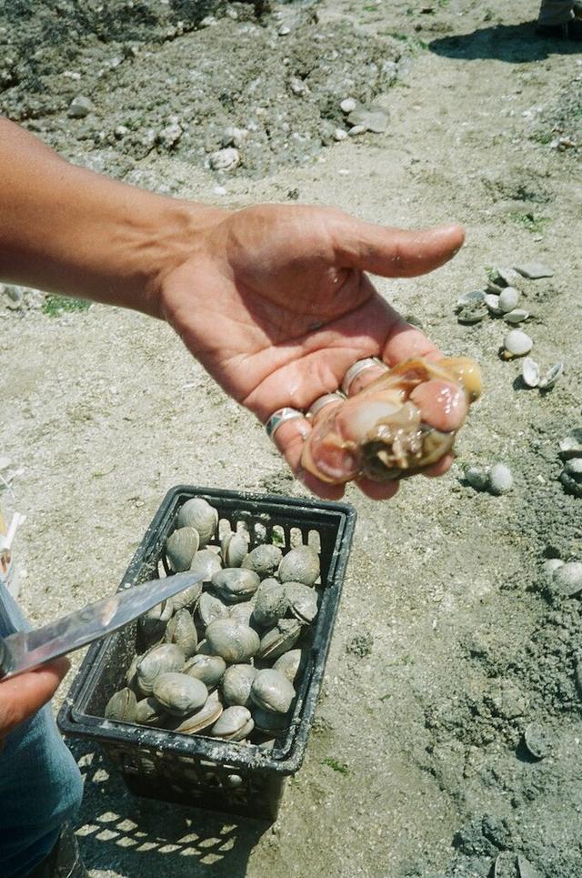 Harvesting Clams