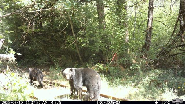 Bear & Cubs